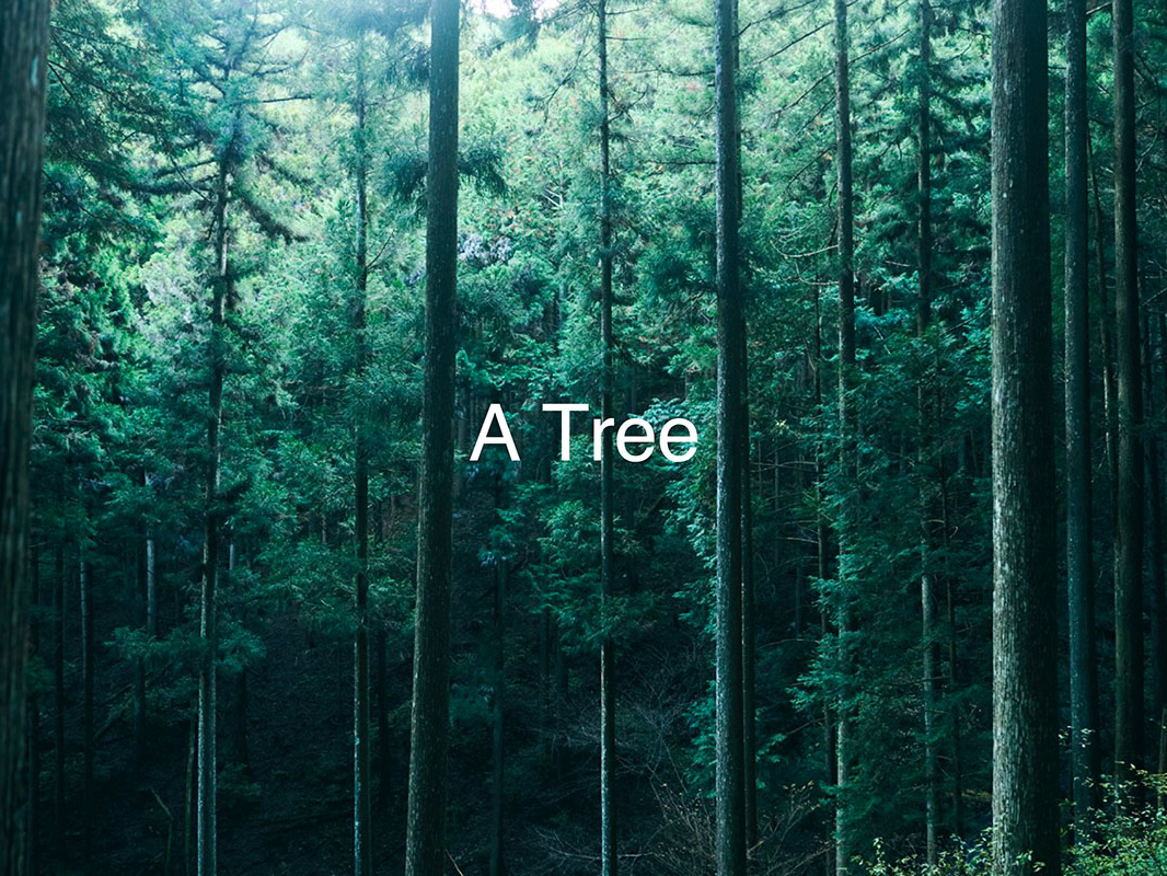 PROJECT｜A Tree